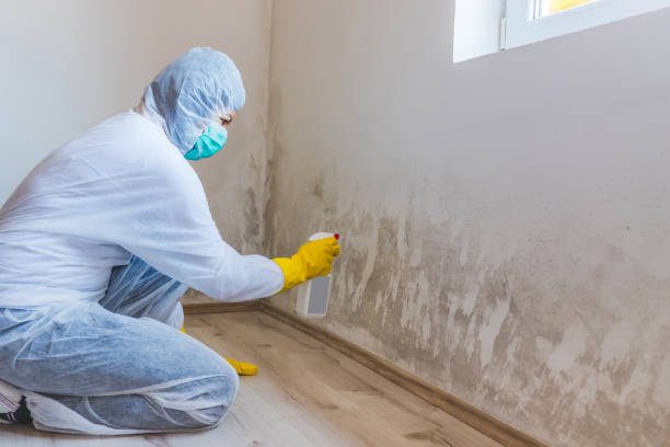Licensed Attic Mold Remediation service in Gladstone, NJ - Car Mold Remediation