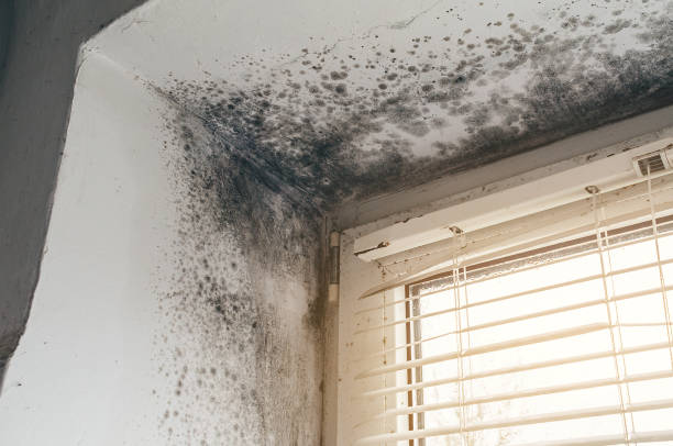 Affordable Attic Mold Remediation solutions in Gladstone, NJ